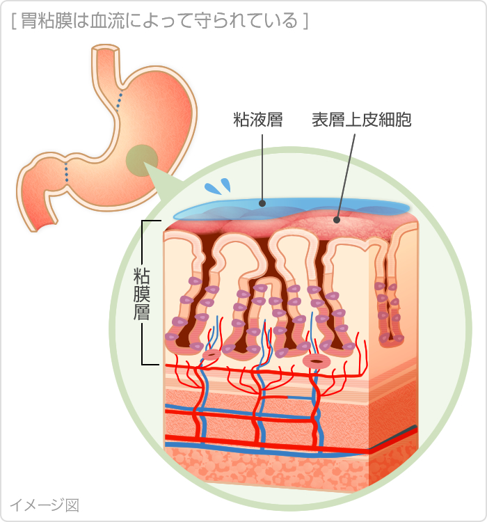 胃粘膜は血流によって守られている