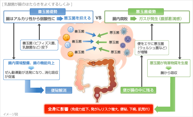 乳酸菌が腸のはたらきをよくするしくみ