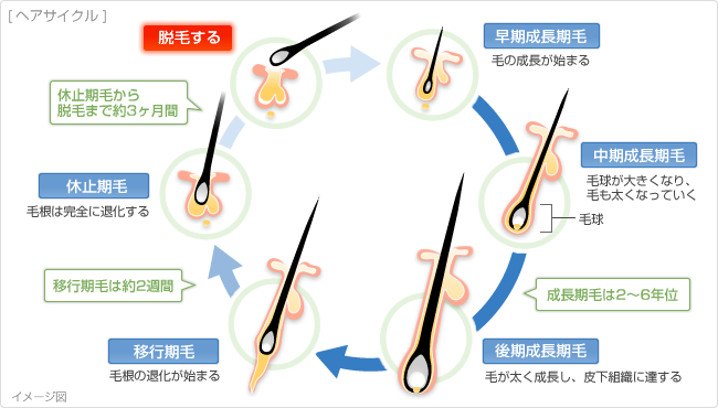 ヘアサイクル