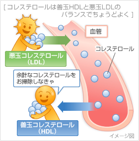 コレステロールは善玉HDLと悪玉LDLのバランスでちょうどよく
