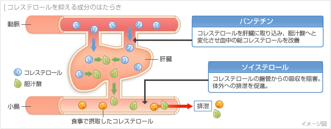 コレステロールを抑える成分のはたらき