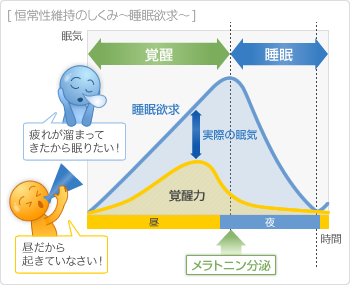 恒常性維持のしくみ〜睡眠欲求〜