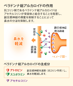 �x���h���i���A���J���C�h�̍�p �R�R�����܂ł���x���h���i���A���J���C�h�̓A�Z�`���R��������e�̂ƌ������邱�Ƃ�j�Q���A�������_�o�̋�����}�����邱�Ƃɂ���ĕ@���̕����}�����܂��B