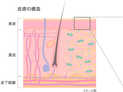 皮膚の構造