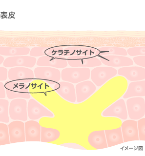 表皮