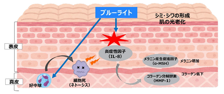 イメージ図