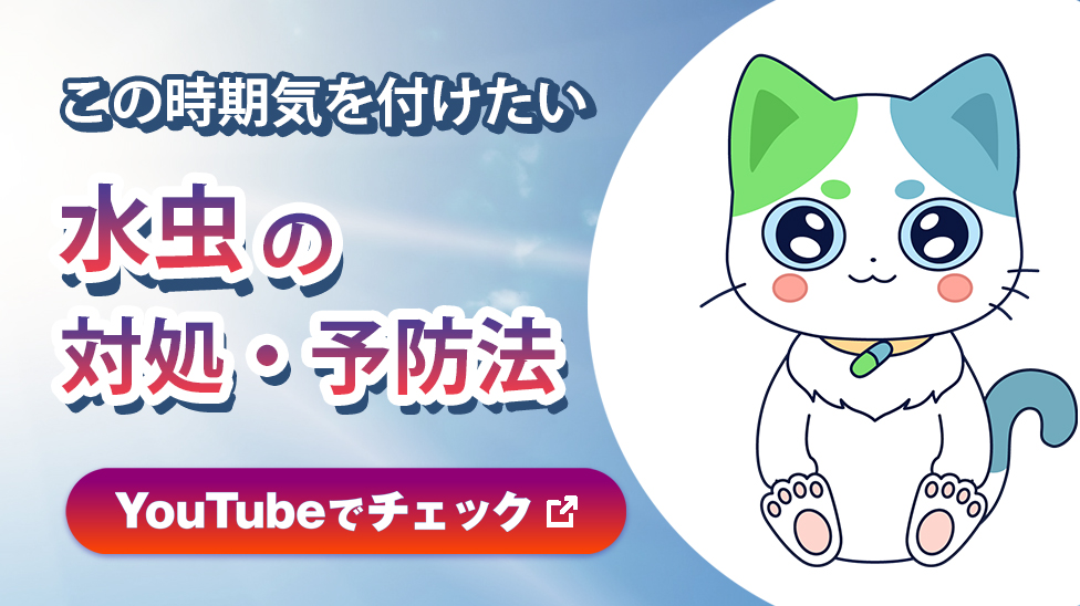 この時期気をつけたい水虫の対処・予防法　YouTubeでチェック 新しいウインドウで開く