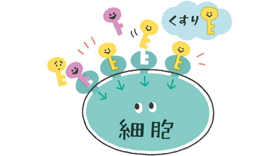 くすり　細胞