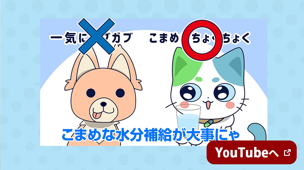 ×一気にガブガブ　〇こまめにちょくちょく　こまめな水分補給が大事にゃ　YouTubeへ 新しいウインドウで開く