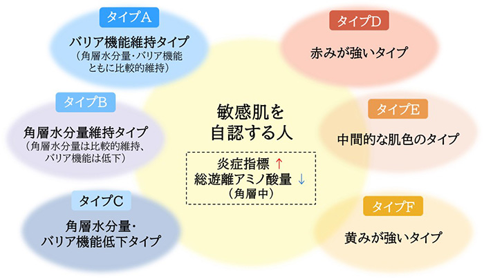 敏感肌を自認する人 炎症指標 ↑ 総遊離アミノ酸量 ↓ （角層中） タイプA バリア機能維持タイプ （角層水分量・バリア機能ともに比較的維持） タイプB 角層水分量維持タイプ （角層水分量は比較的維持、バリア機能は低下） タイプC 角層水分量・バリア機能低下タイプ タイプD 赤みが強いタイプ タイプE 中間的な肌色のタイプ タイプF 黄みが強いタイプ
