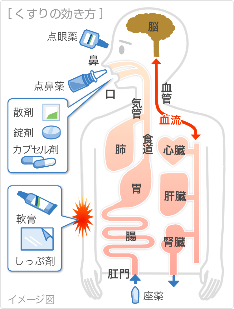 くすりの効き方