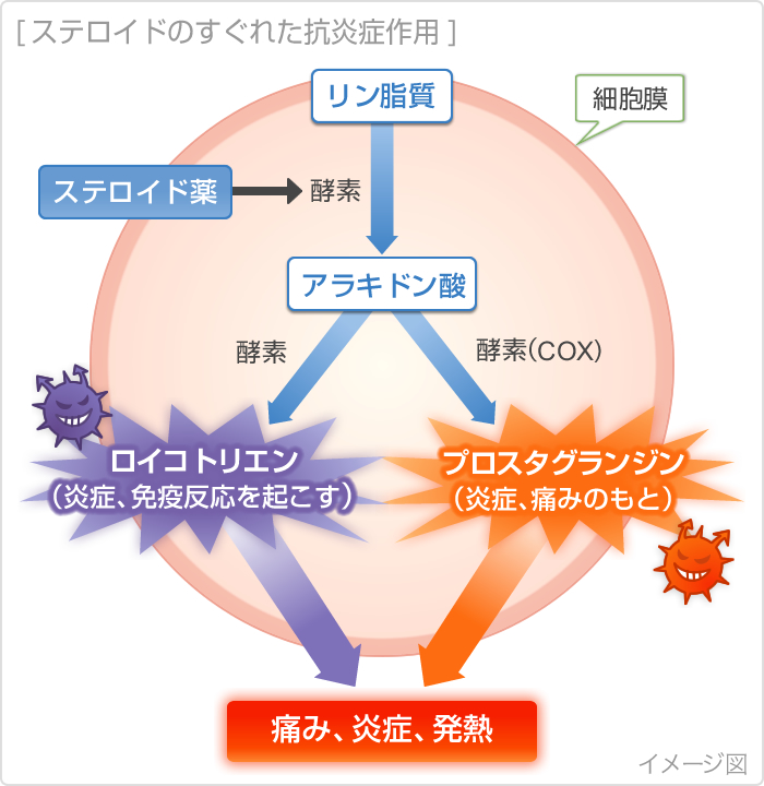 ステロイドのすぐれた抗炎症作用