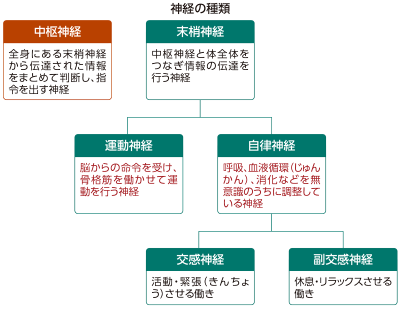 神経の種類の紹介