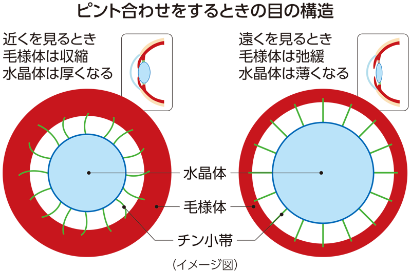 ピント合わせをするときの目の構造