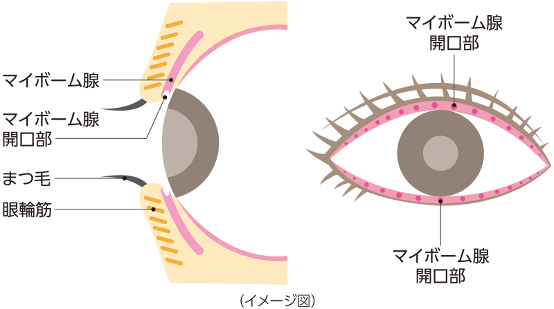 マイボーム腺の説明図