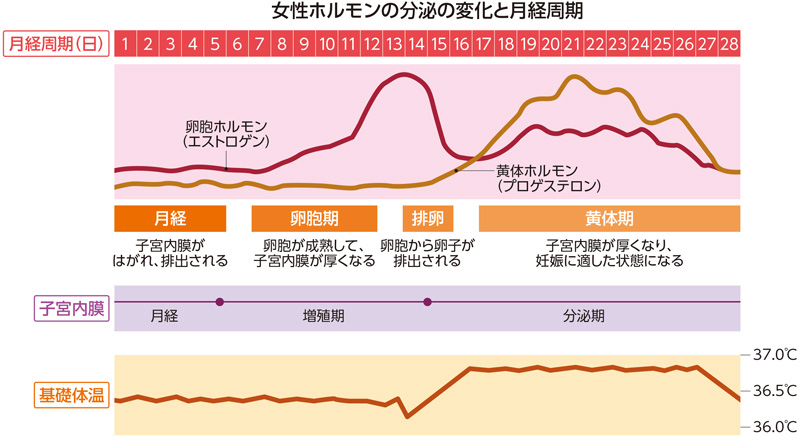 女性ホルモンの分泌の変化と月経周期の図