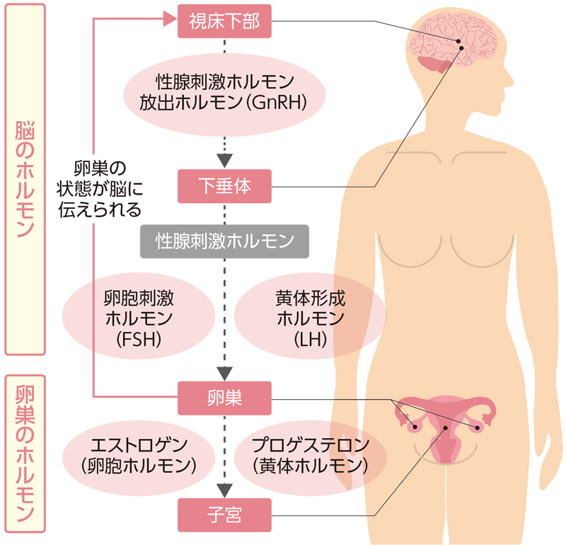 女性ホルモン放出における脳と卵巣の連携図