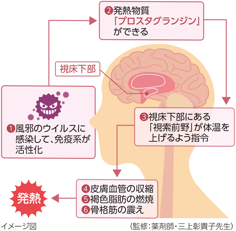 1：風邪のウイルスに感染して、免疫系が活性化　2：発熱物質「プロスタグランジン」ができる　3：脳の視床下部にある「視索前野」が体温を上げるよう指令　4：皮膚血管の収縮、褐色脂肪の燃焼、骨格筋の衰え　5：発熱／（監修：薬剤師・三上彰貴子先生）