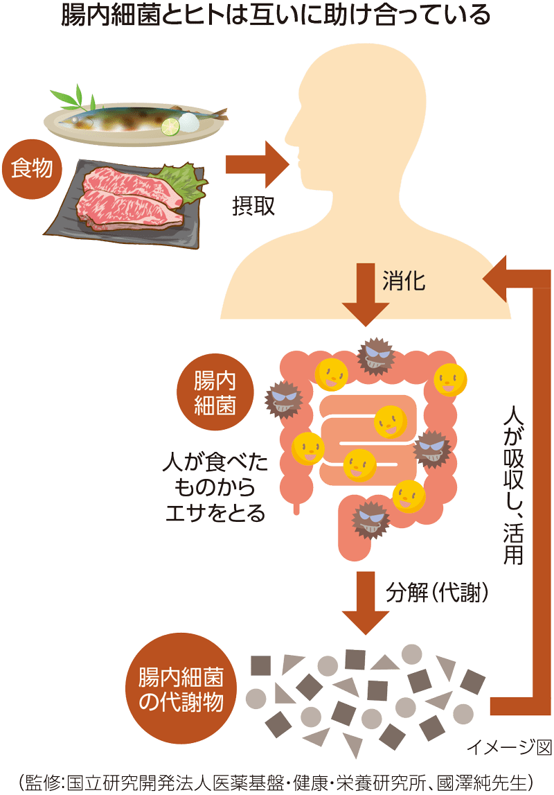 ヒトと腸内細菌が共生関係にあるイラスト