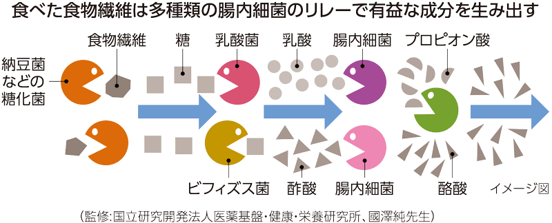 腸内細菌が短鎖脂肪酸を作り出すイメージ図