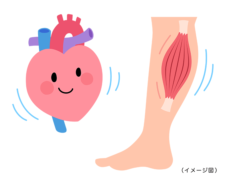 筋肉の収縮と心臓が動いている状態を示すイラスト