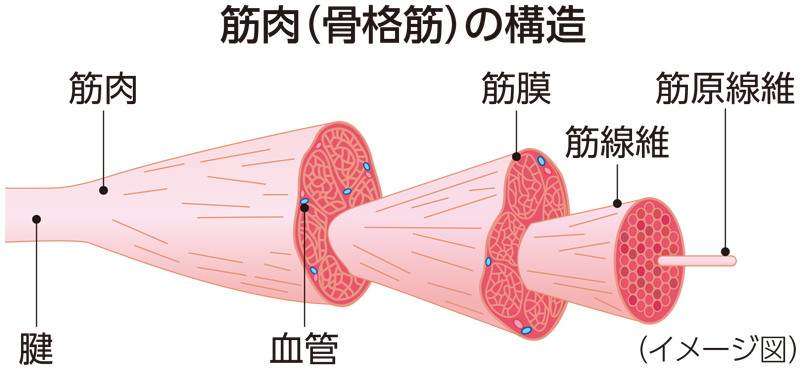 筋肉（骨格筋）の構造