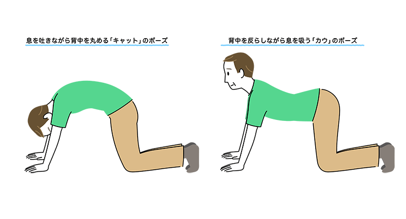 背骨と骨盤周りの動きを良くするキャット＆カウ」の動作説明のイラスト