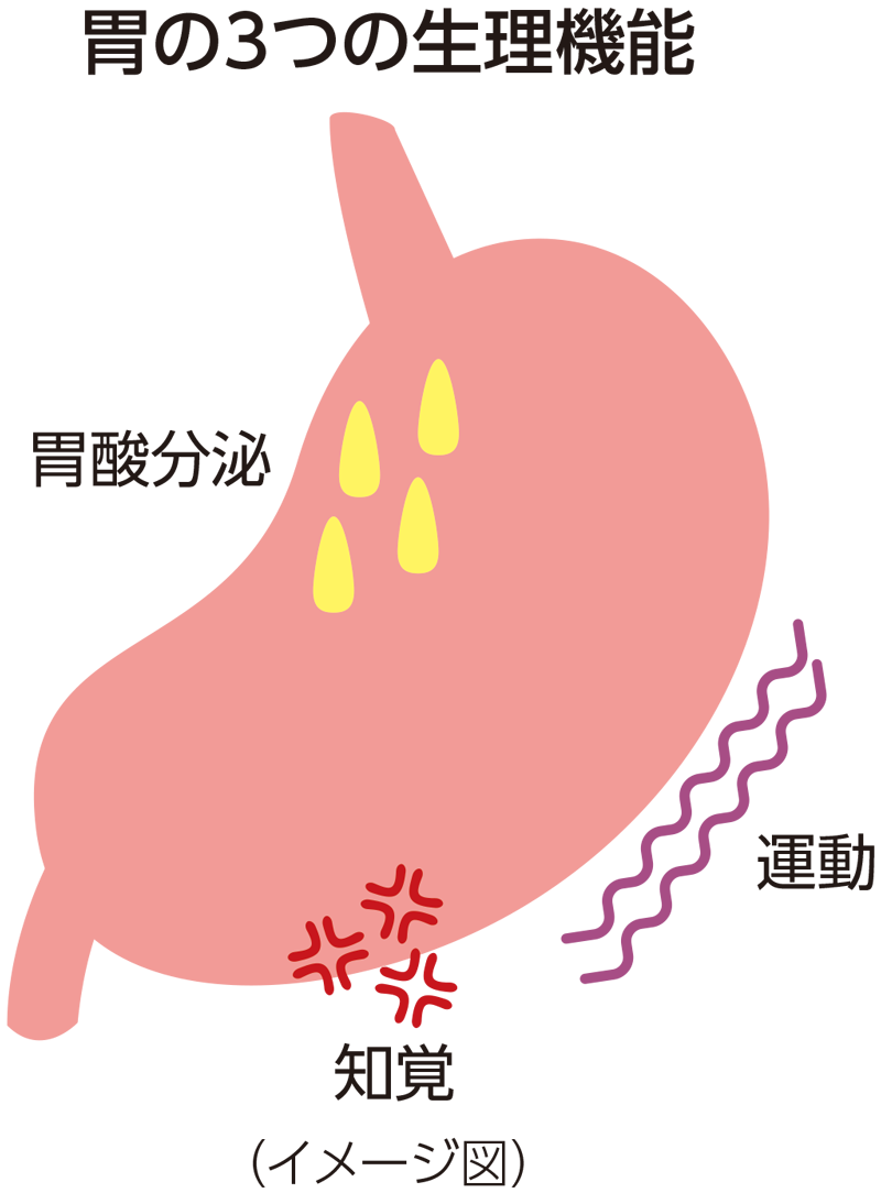 胃の3つの生理機能