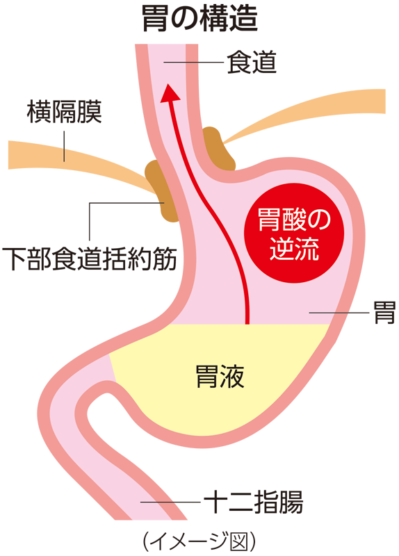 胃の構造