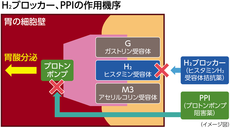 H2ブロッカーとPPIの作用機序