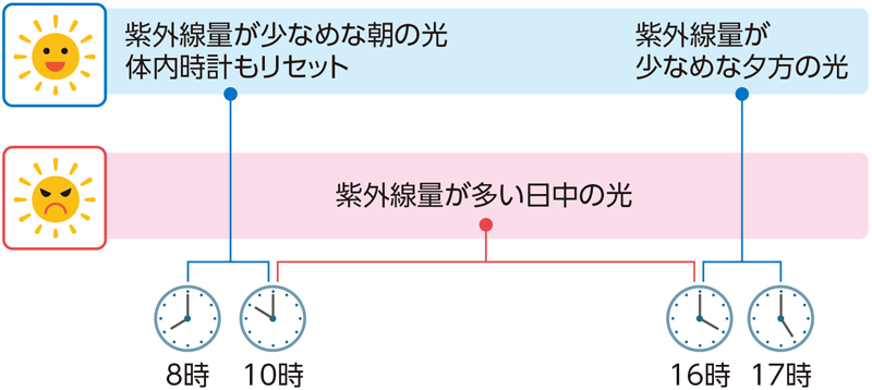 太陽光を浴びたい時間帯と避けたい時間帯のイメージ図