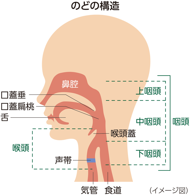 のどの構造