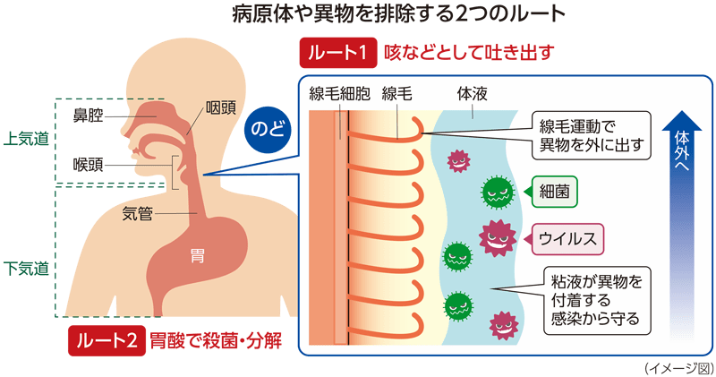 病原体や異物を排除する2つのルート