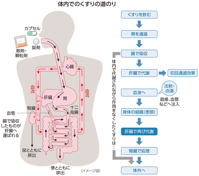 薬を飲んでから体の外に出るまでのイメージ図