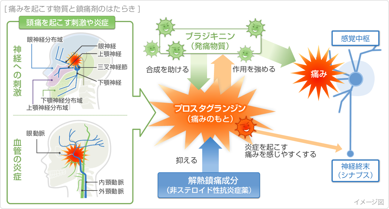 痛みを起こす物質と鎮痛剤のはたらき