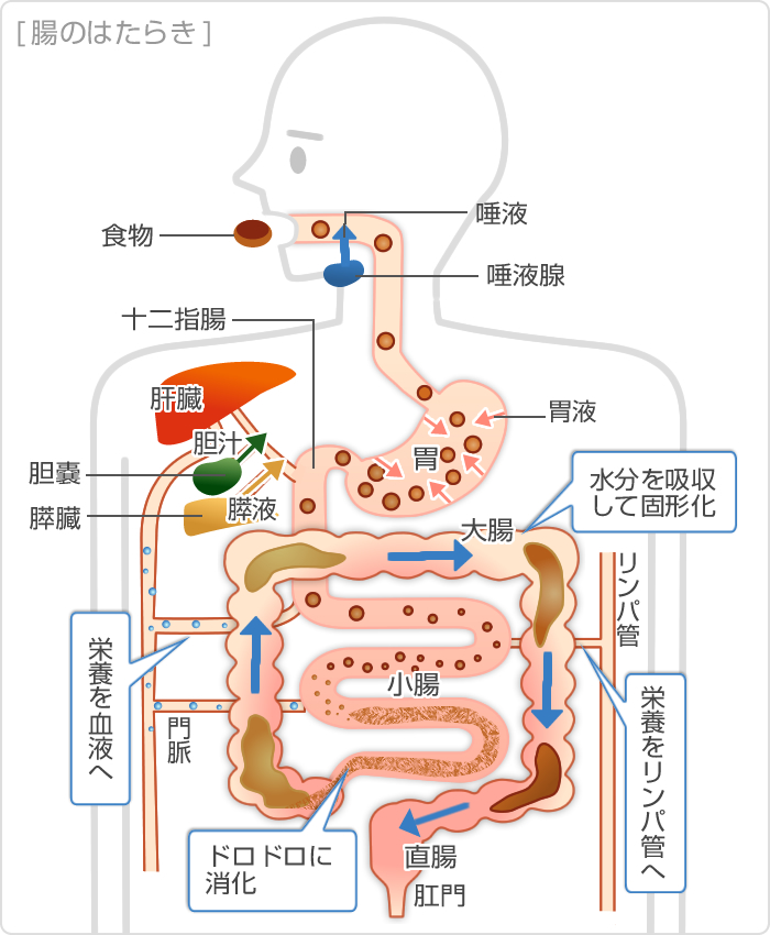 腹痛 食後 下痢