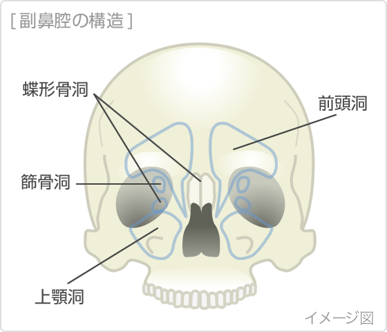 副鼻腔の構造