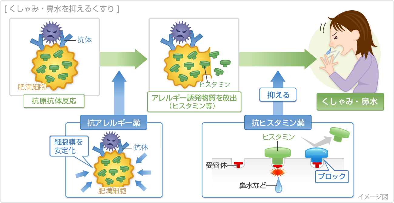 くしゃみ・鼻水を抑えるくすり