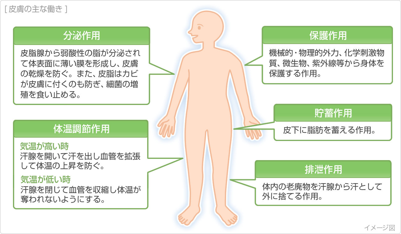 お腹 周り 湿疹