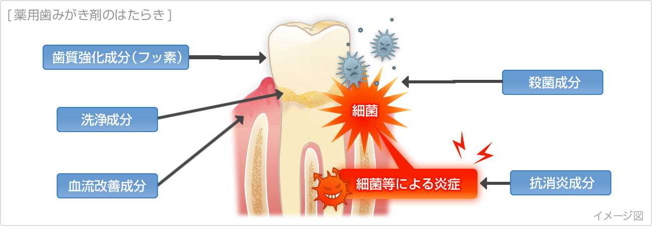 薬用歯みがき剤のはたらき