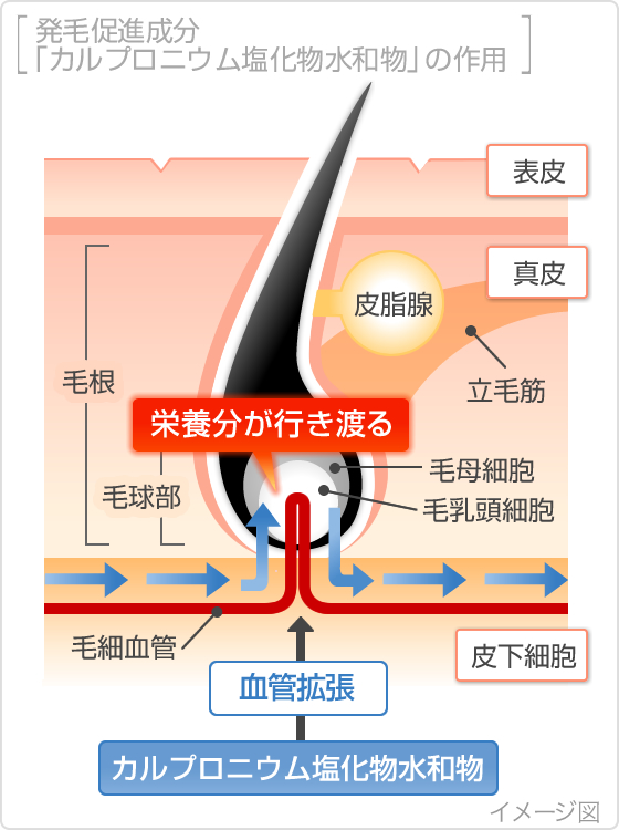 発毛促進成分[カルプロニウム塩化物水和物]の作用