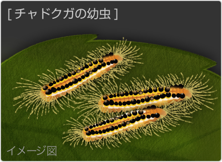 チャドクガの幼虫