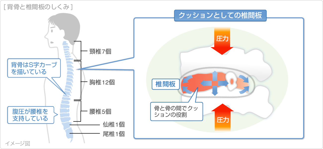 背骨と椎間板のしくみ