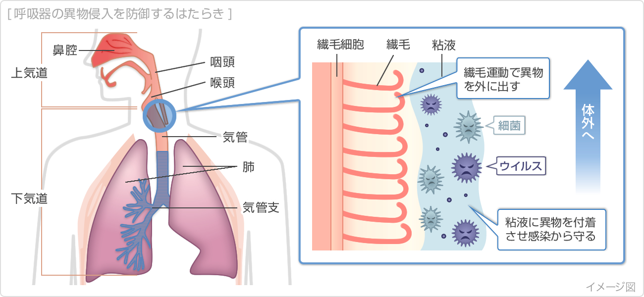 呼吸器の異物進入を防御するはたらき