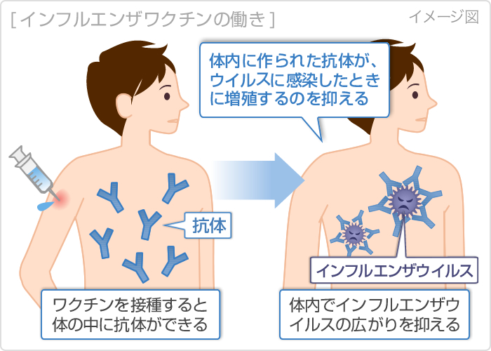 インフルエンザワクチンの働き