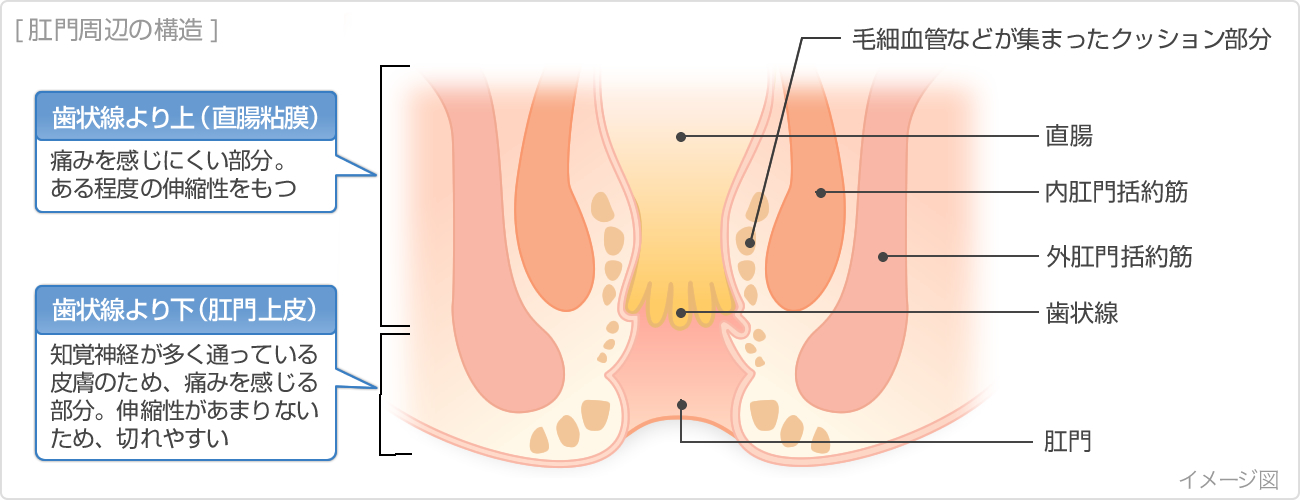 肛門周辺の構造