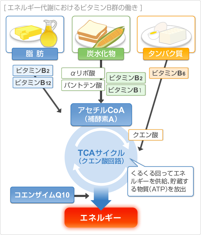 エネルギー代謝におけるビタミンB群の働き