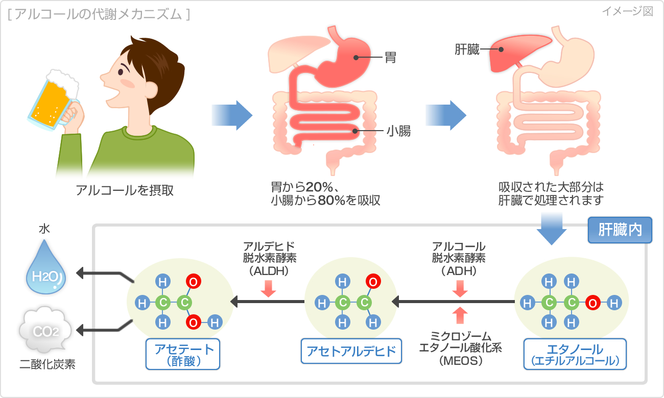 二日酔いのペディアライト vs ゲータレード