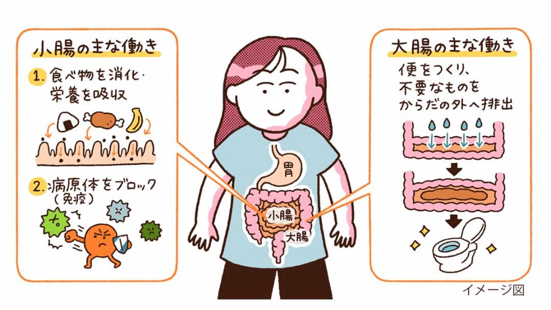 小腸と大腸の主な働きを表すイメージ