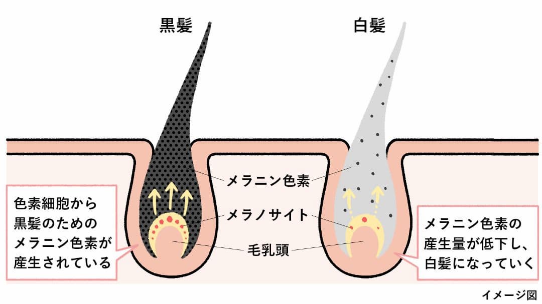 白髪が生える仕組みのイメージ